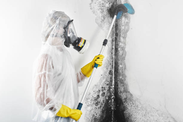Best Crawl Space Mold Remediation  in Pocatello, ID