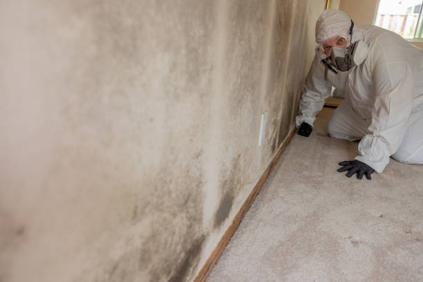 Best Mold Remediation for Healthcare Facilities  in Pocatello, ID